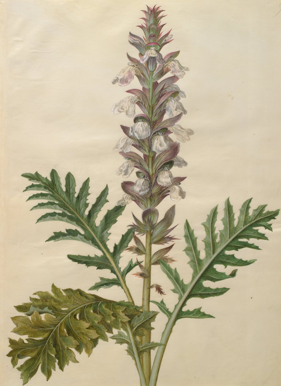 Acanthus mollis - Johannes Simon Holtzbecher