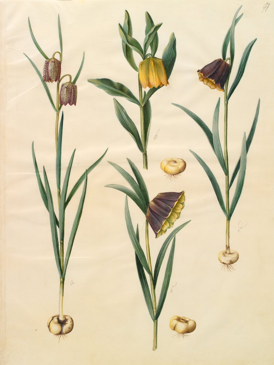 Fritillaria meleagris - Johannes Simon Holtzbecher