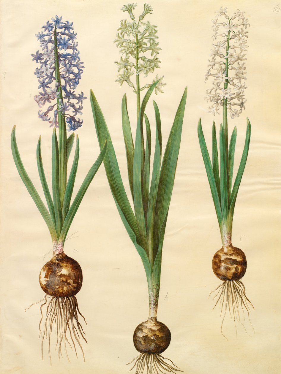 Hyacinthoides orientalis simp et pl - Johannes Simon Holtzbecher