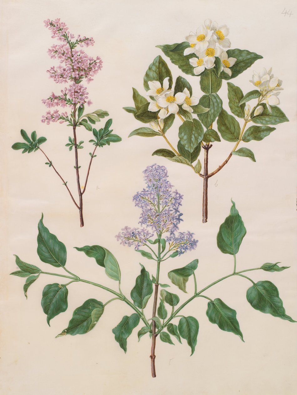 Syringa x persica; Philadelphus coronarius; Syringa vulgaris - Johannes Simon Holtzbecher