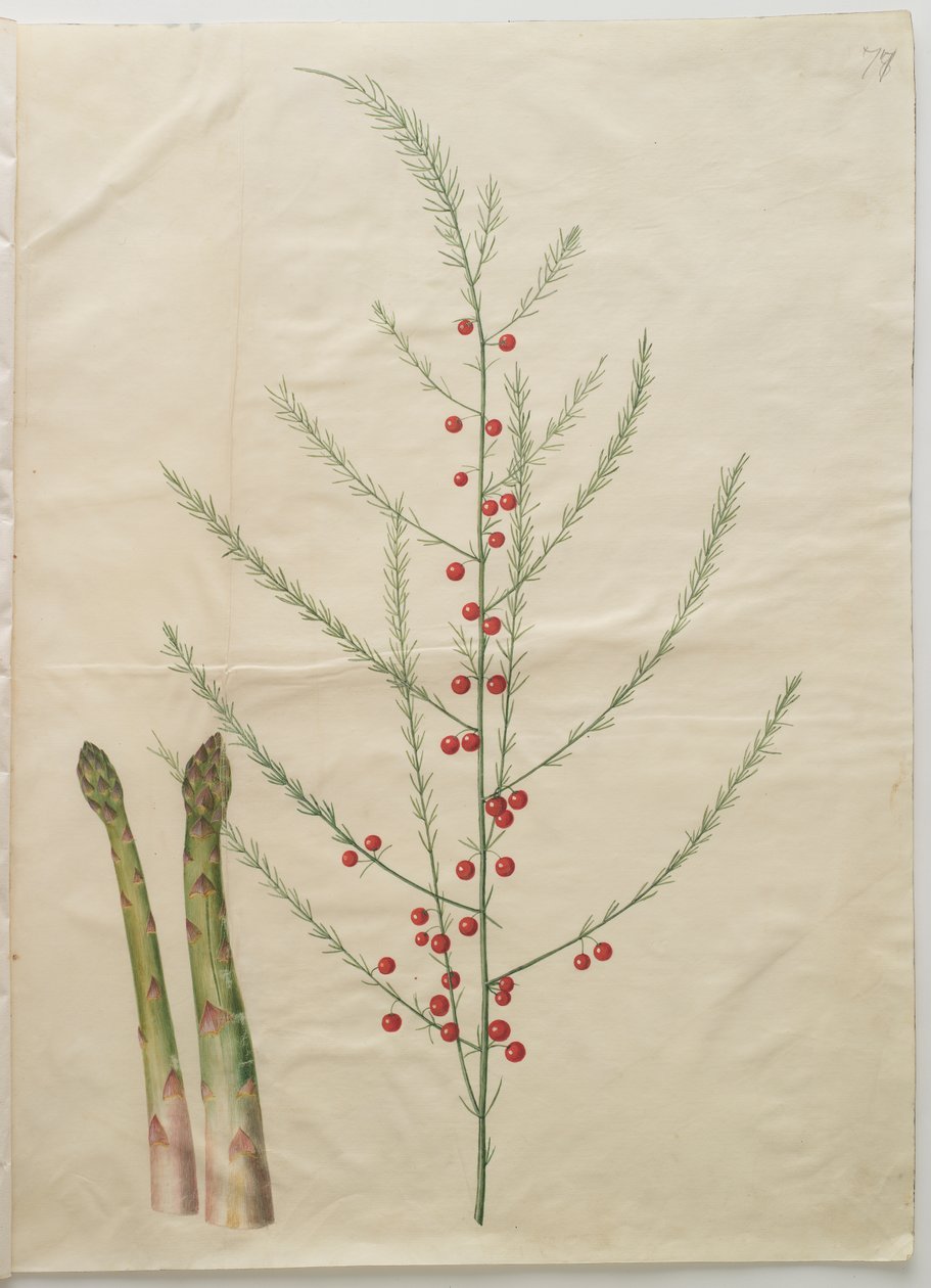Asparagus officinalis - Johannes Simon Holtzbecker