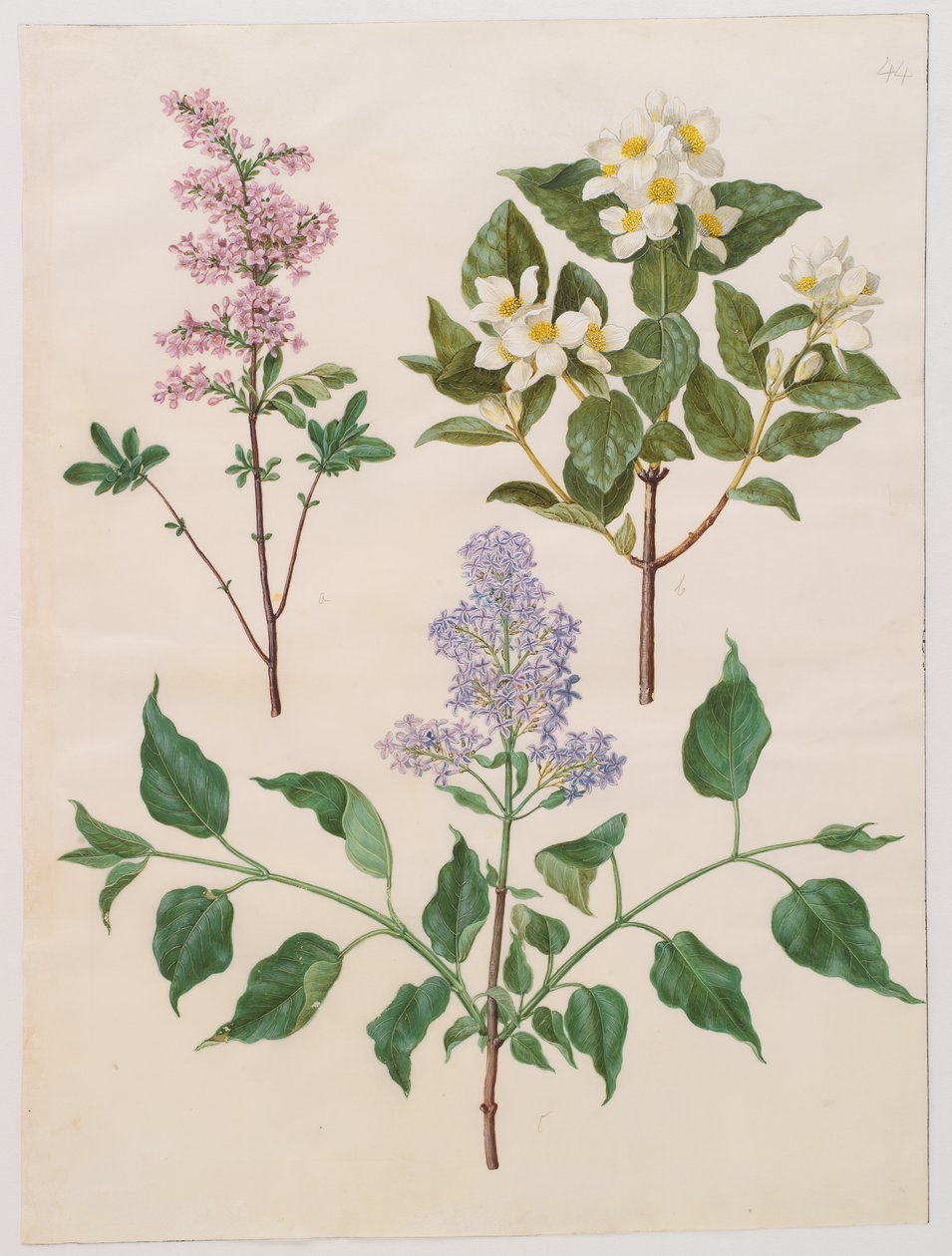 Syringa x persica; Philadelphus coronarius; Syringa vulgaris - Johannes Simon Holtzbecker