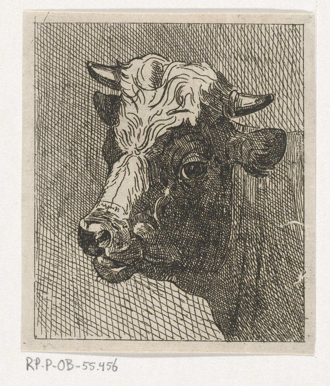 Tête de vache vers la gauche - Johannes Hari (II)