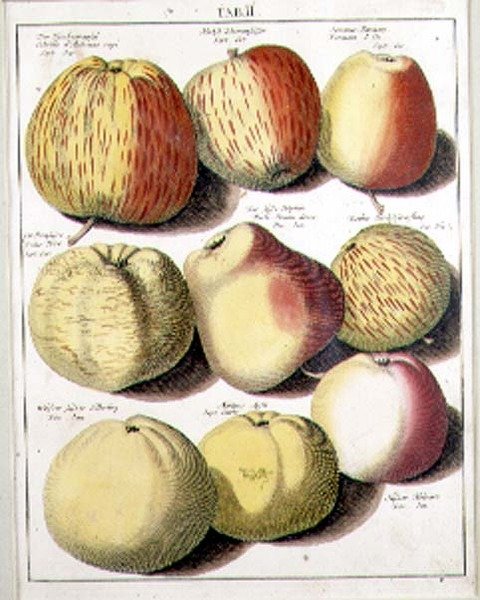 Pommes par Seligman - Johannes Hendrik (after) Knoop