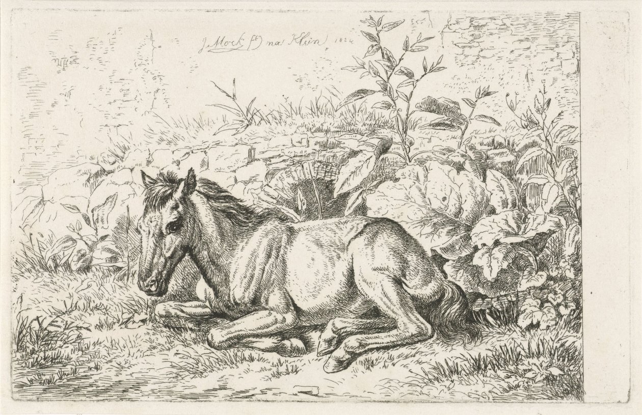 Cheval couché devant quelques plantes - Johannes Mock