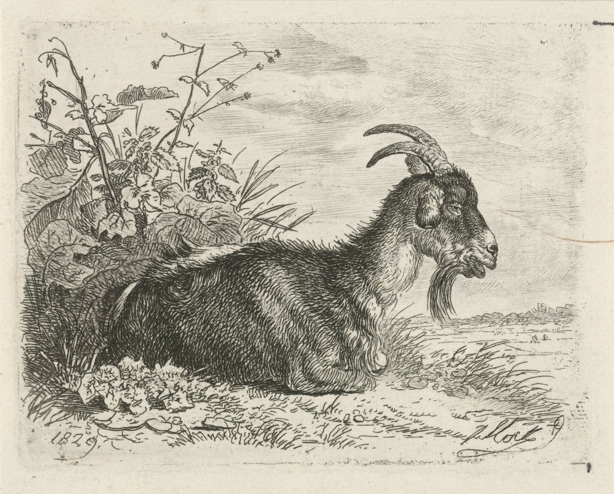 Bouquetin couché - Johannes Mock