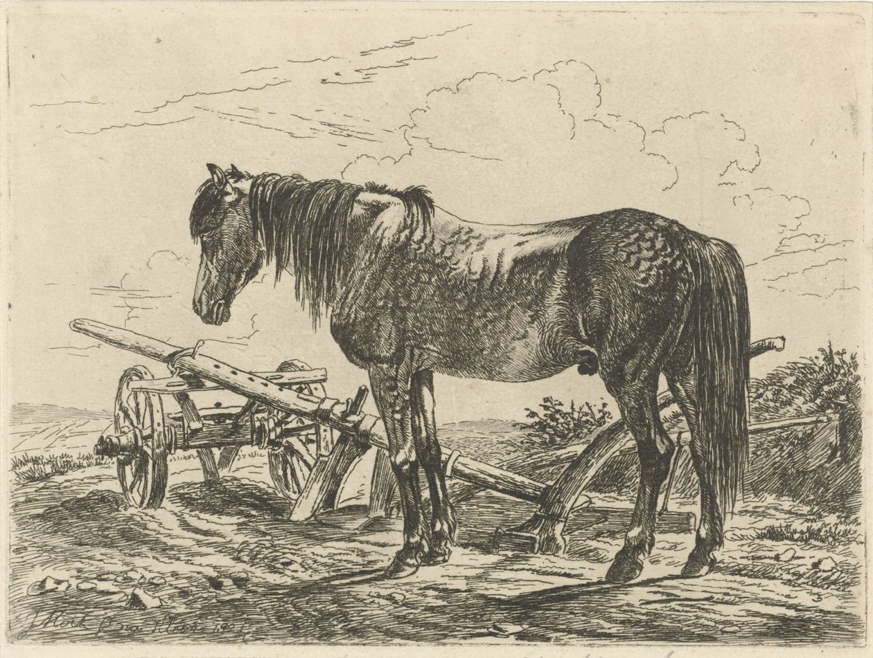 Cheval près d