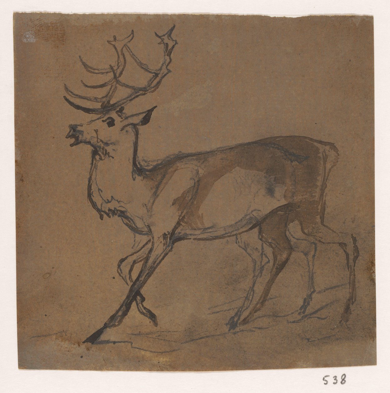 Cerf - Johannes Tavenraat