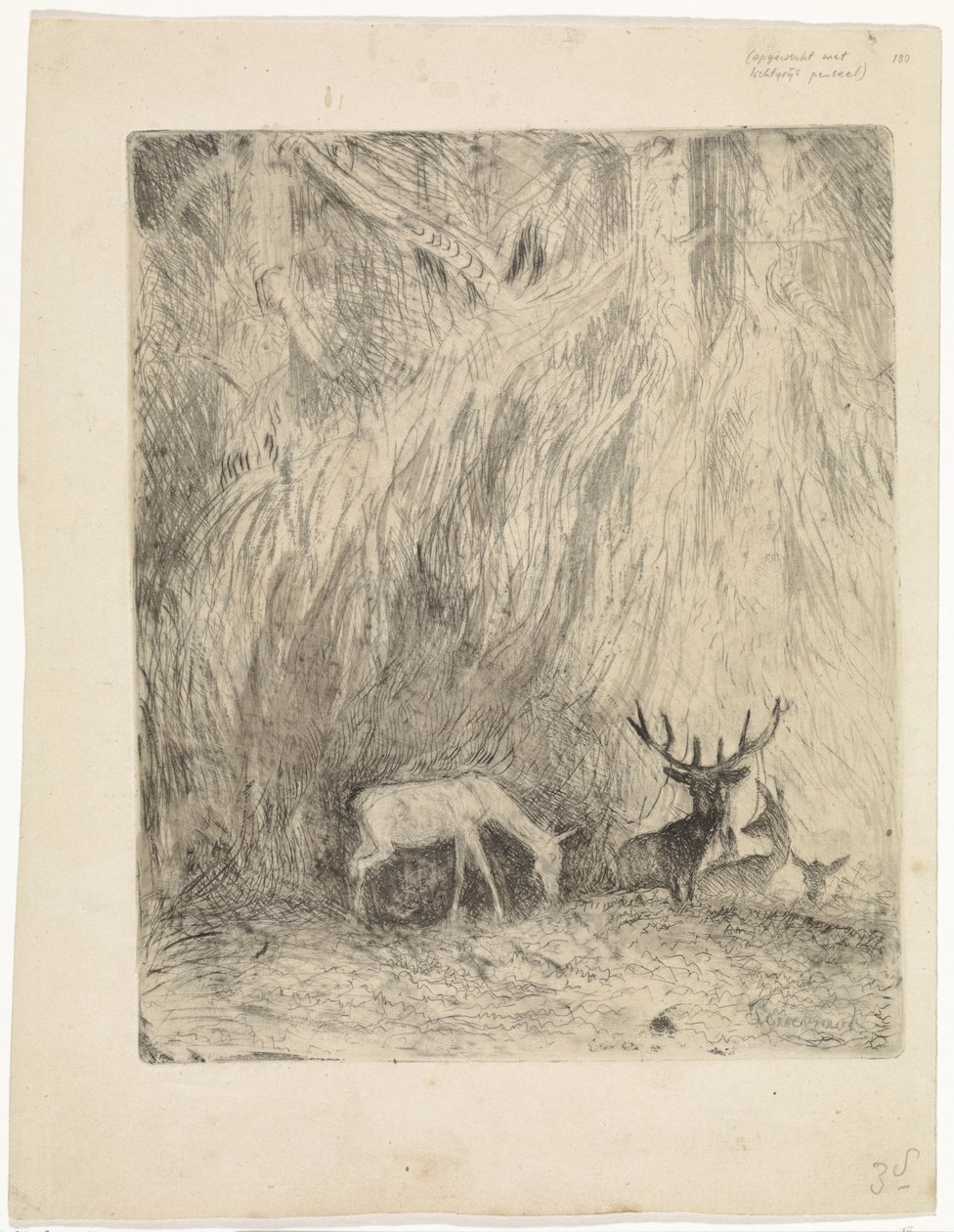 Cerfs dans une forêt bohémienne - Johannes Tavenraat