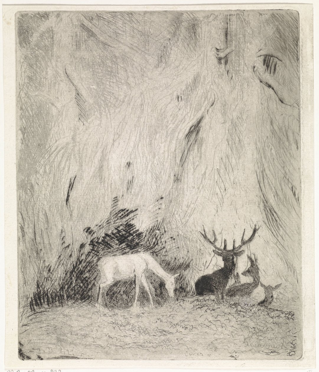 Cerfs dans une forêt bohémienne - Johannes Tavenraat