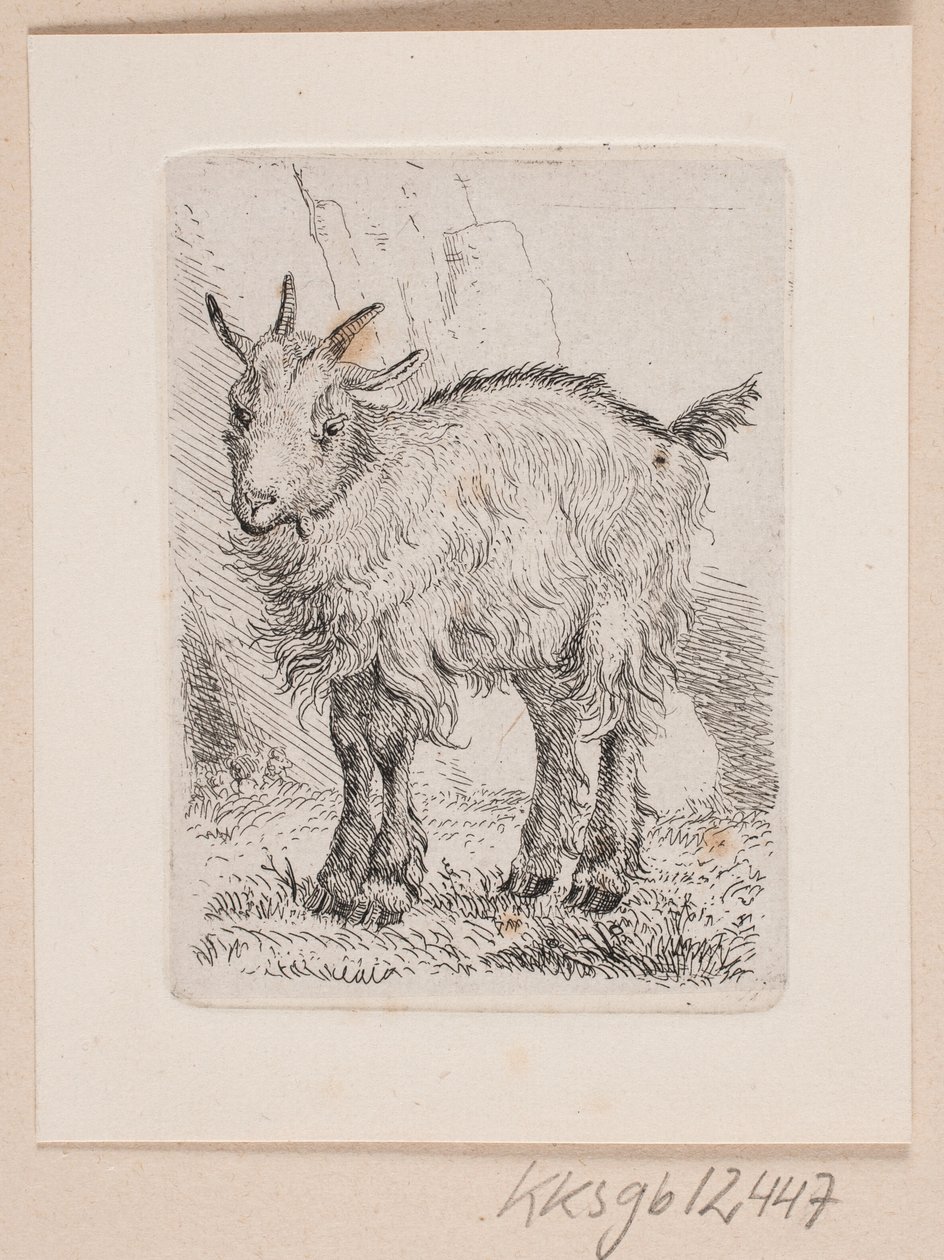 Un chevreau - Johannes Wilhelm Zillen