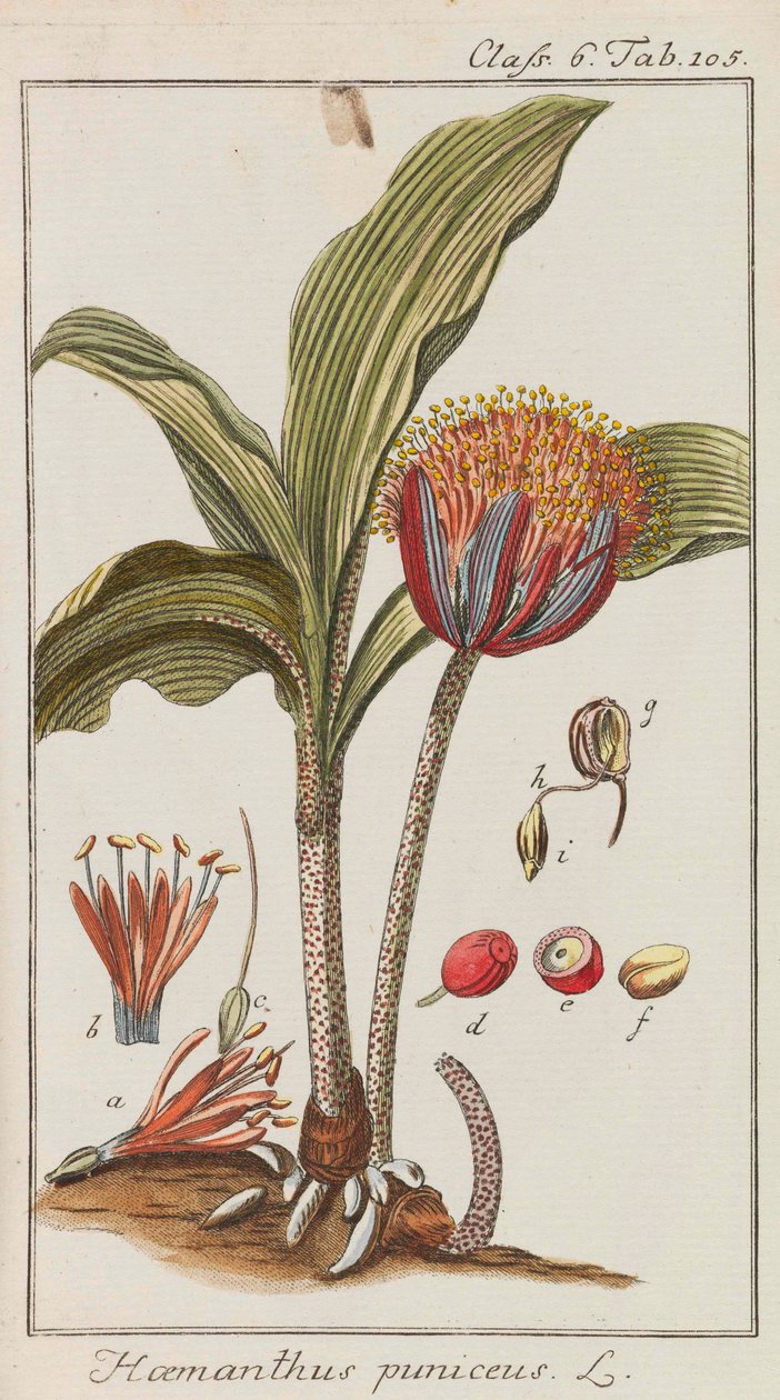 Auswahl schöner und seltener Gewächse, 1795-1798 - Johannes Zorn
