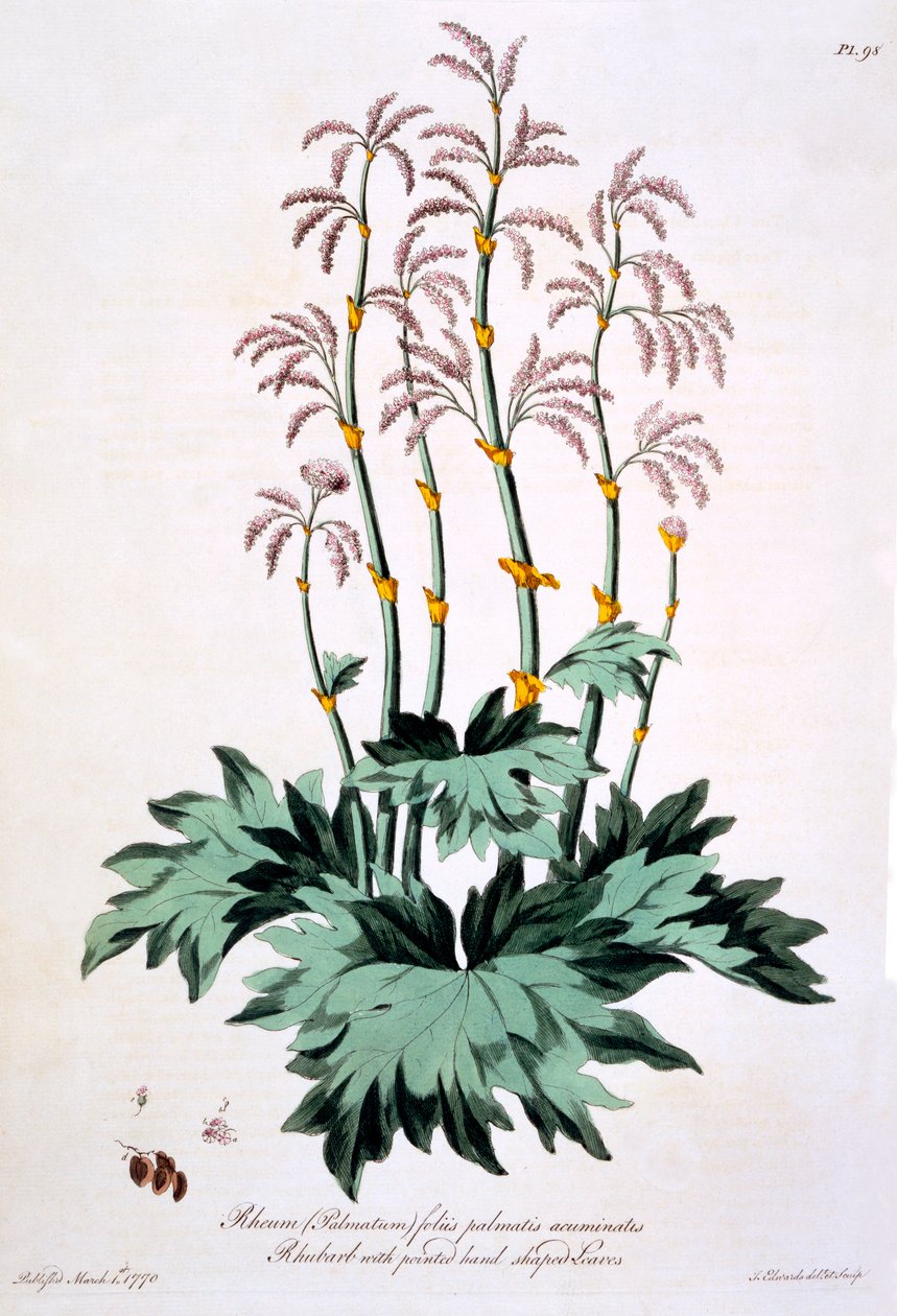 Rhubarbe avec des feuilles en forme de main pointue, illustration de 