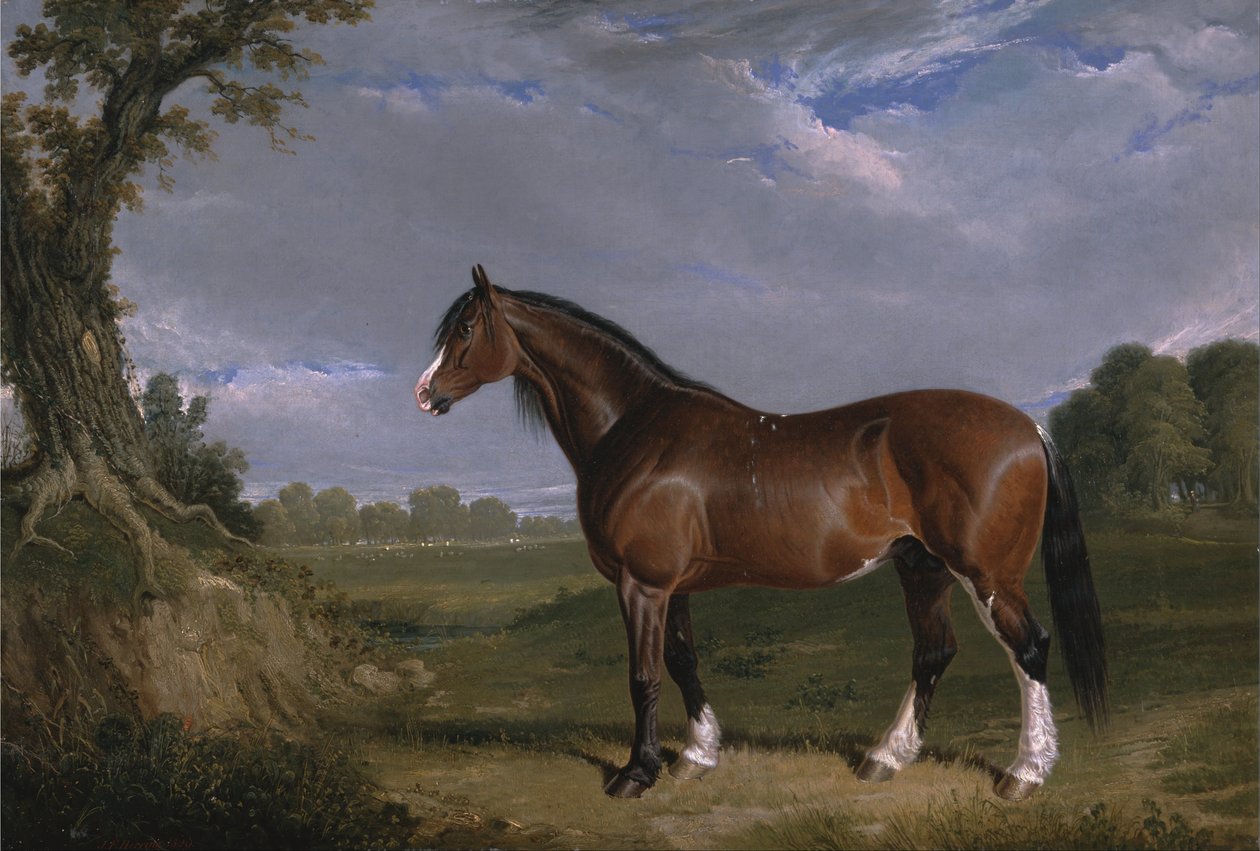 Un étalon Clydesdale - John F. Herring