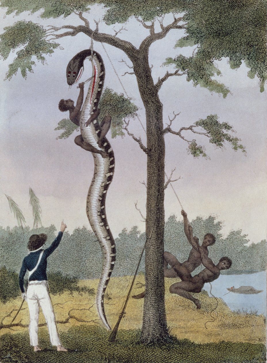 Le dépouillement du serpent Aboma, abattu par le capitaine Stedman, de 