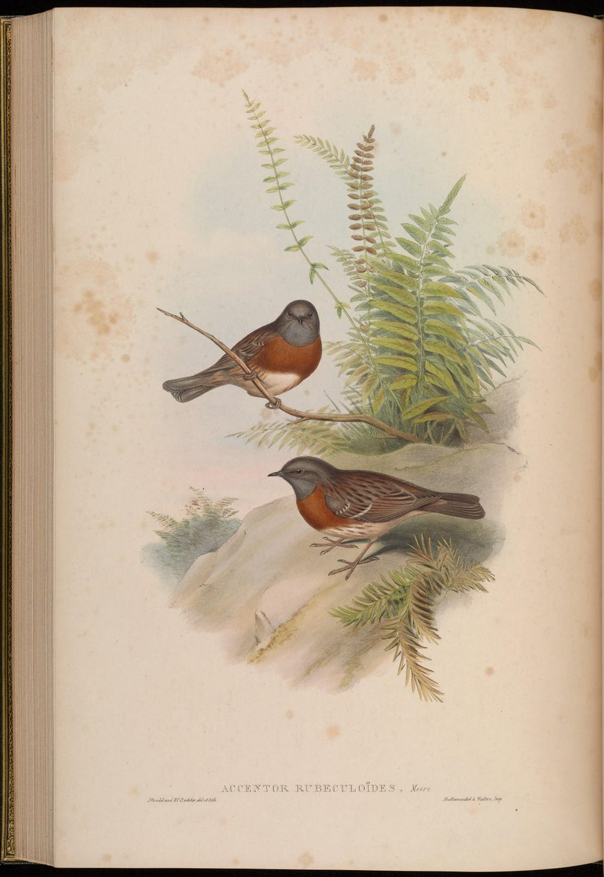 Accentor rubeculoides = Prunella rubeculoides - John Gould