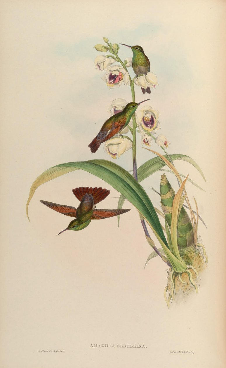 Amazilia beryllina - John Gould
