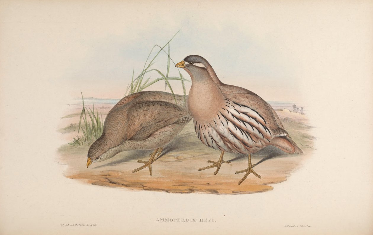 Ammoperdix heyi - John Gould
