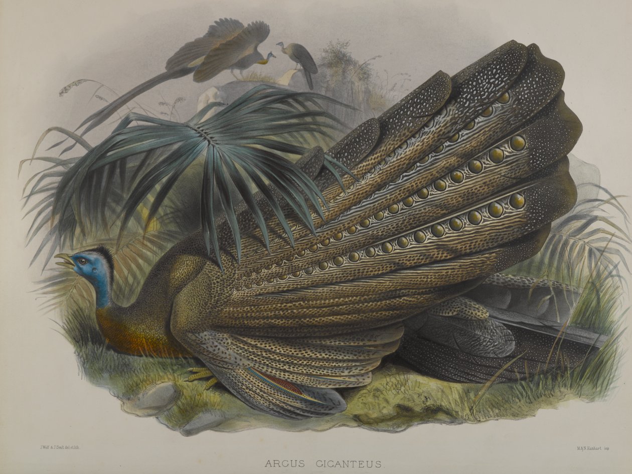 Argus Giganteus: Grand Argus - John Gould