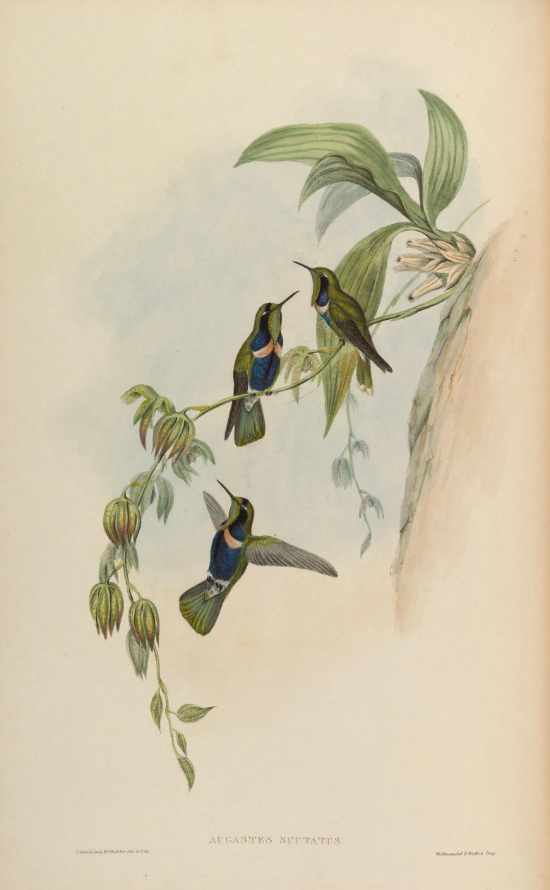 Augastes scutatus - John Gould