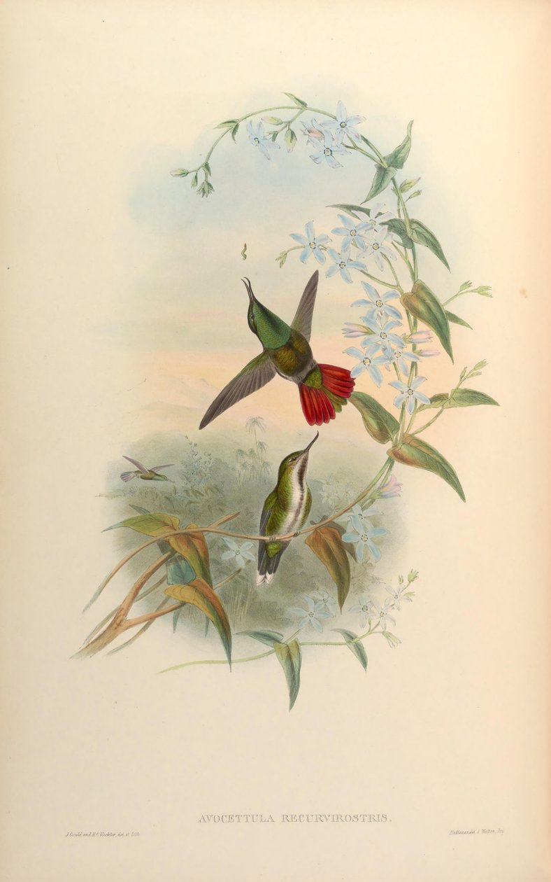 Avocettula recurvirostris - John Gould