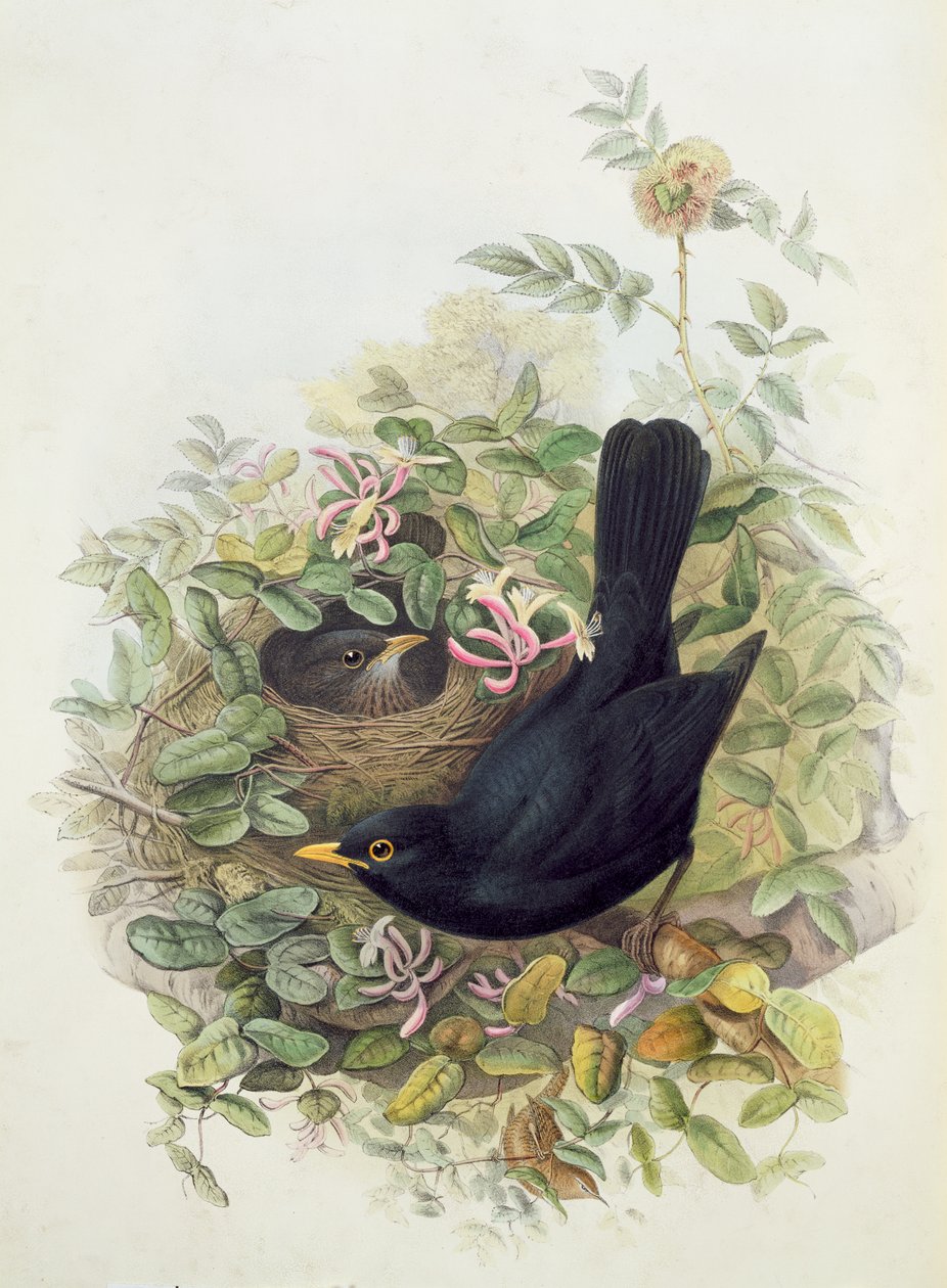 Merle, 1873 - John Gould