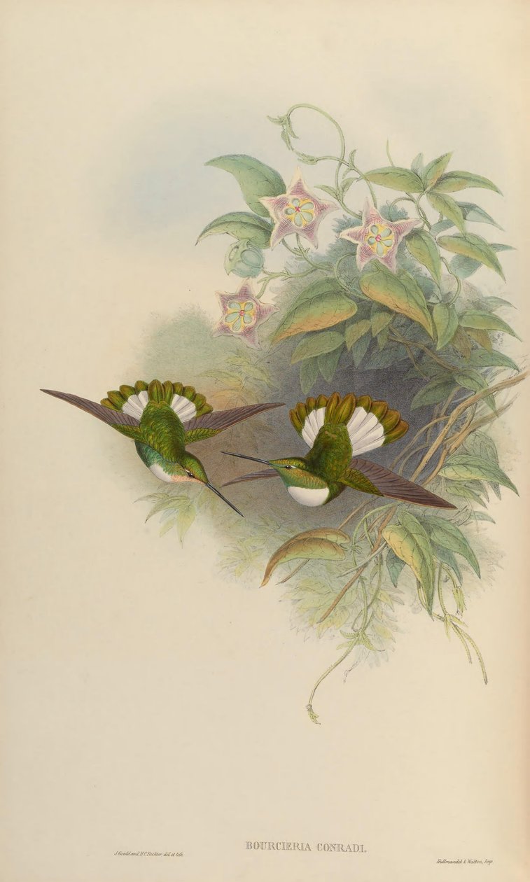 Bourciera conradi = Coeligena torquata conradii - John Gould