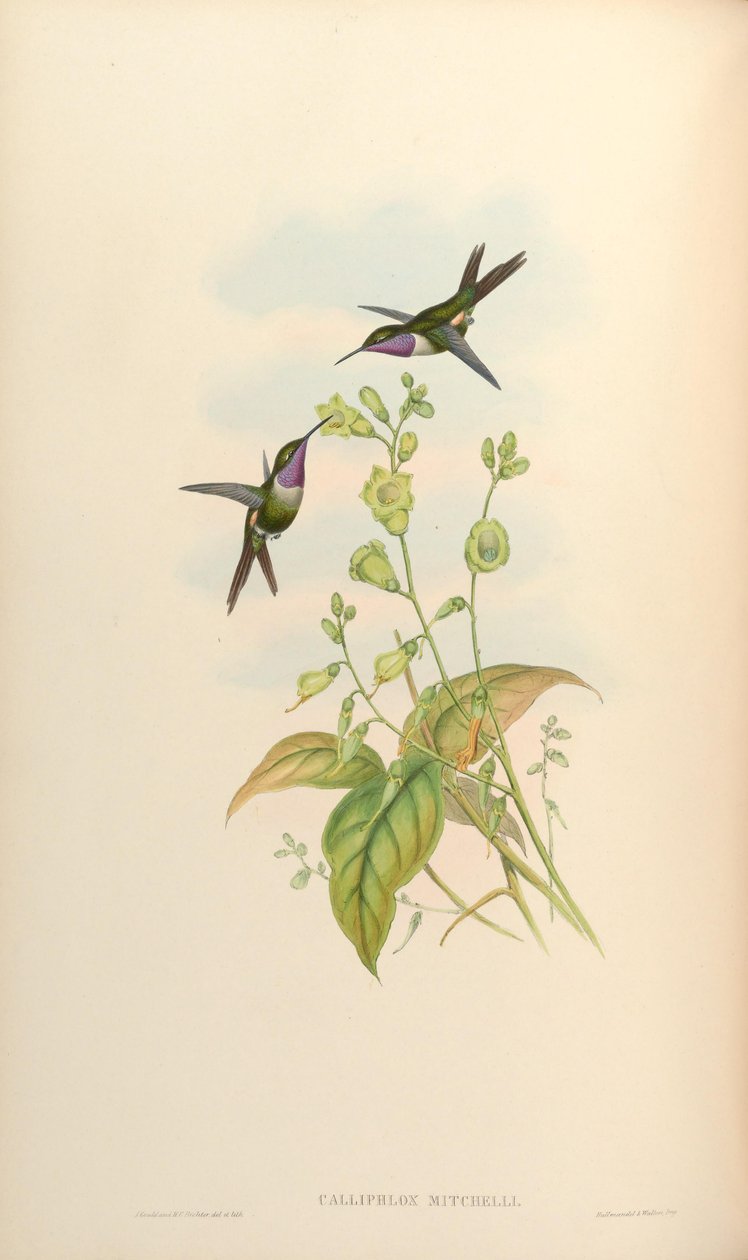 Calliphlox mitchelli - John Gould