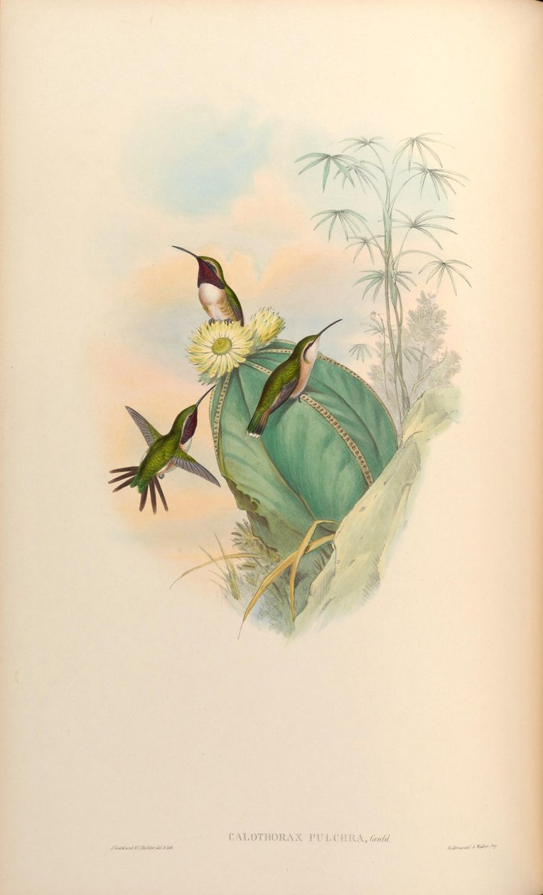 Calothorax pulcher - John Gould