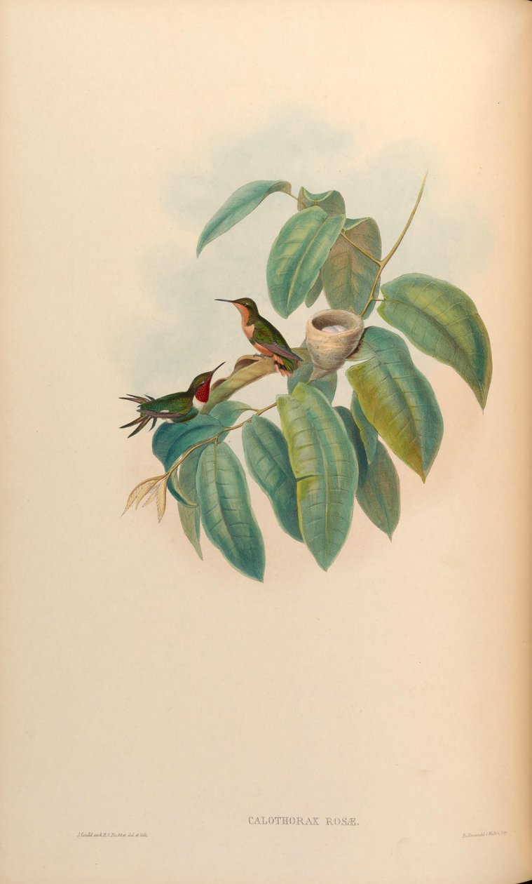 Calothorax rosae = Chaetocercus jourdanii rosae - John Gould