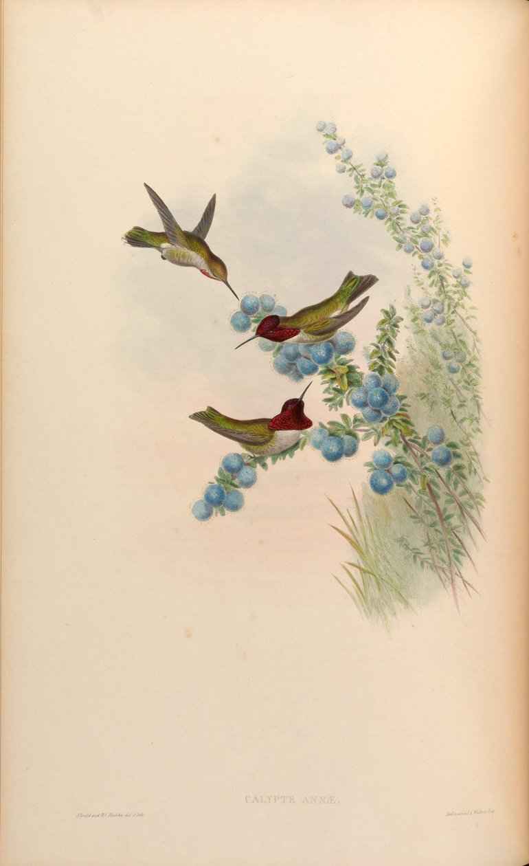 Calypte anna - John Gould