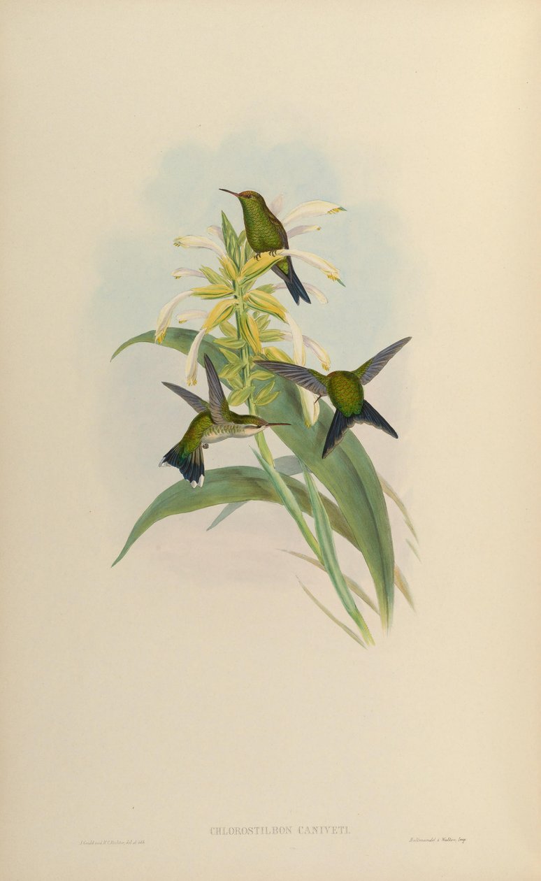 Chlorostilbon canivetii - John Gould