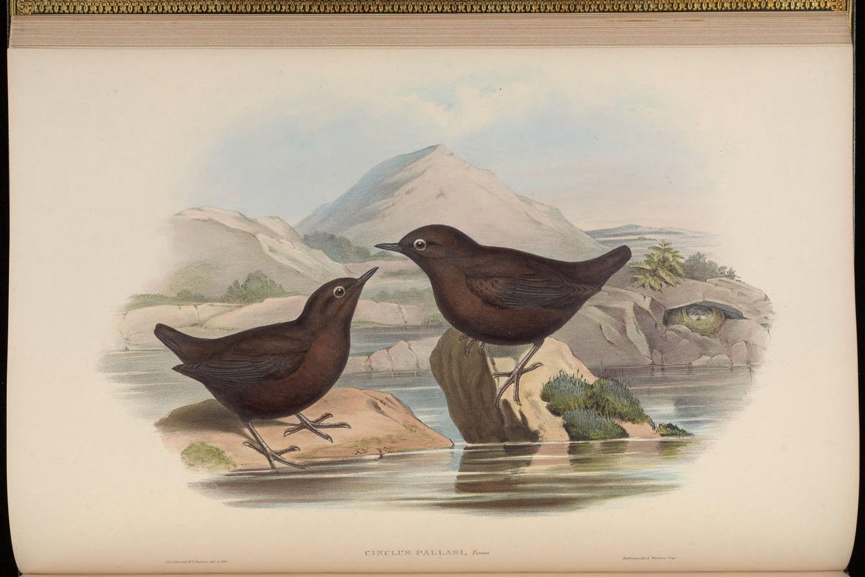 Cinclus pallasii - John Gould