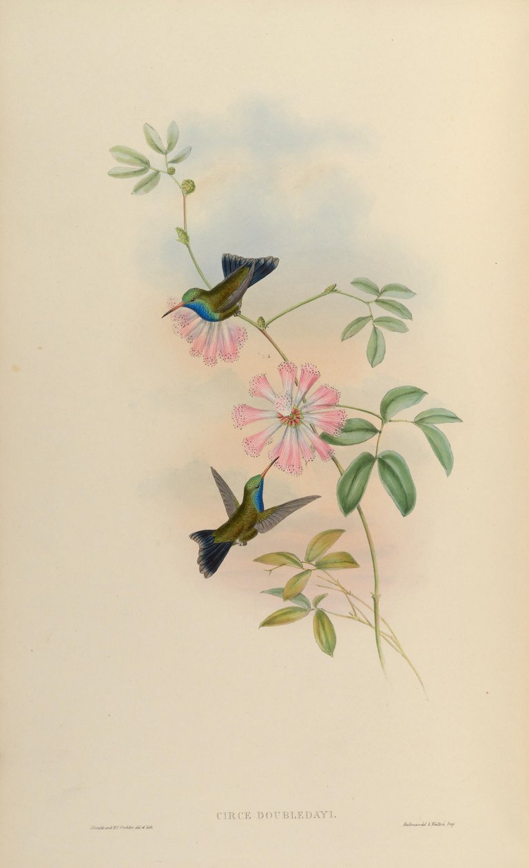 Circe doubledayi = Cynanthus latirostris doubledayi - John Gould