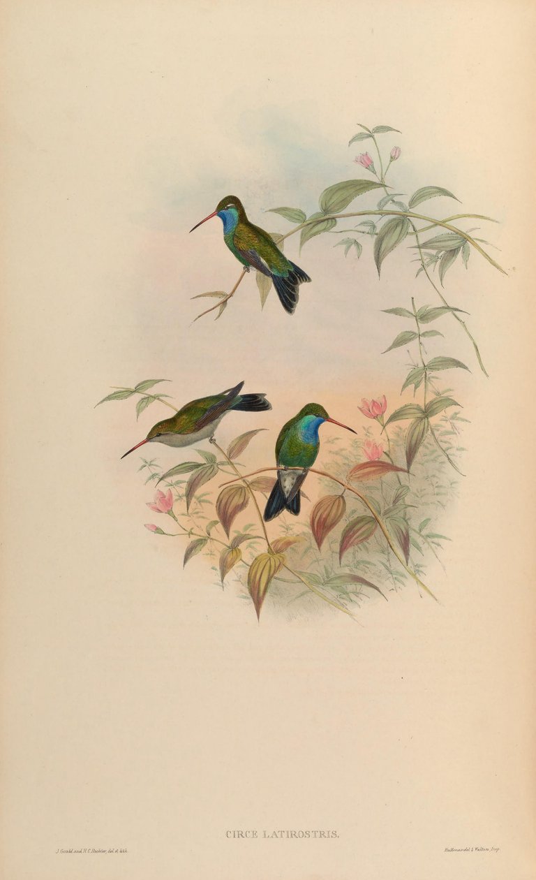 Circe latirostris = Cynanthus latirostris - John Gould