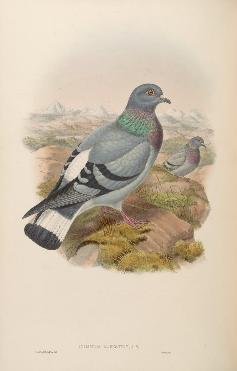 Columba rupestris - John Gould