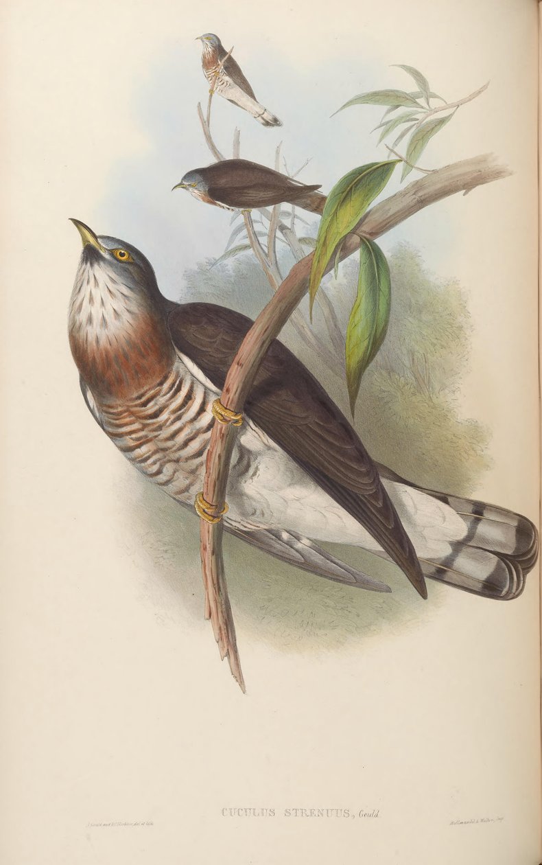 Cuculus strenuus - John Gould