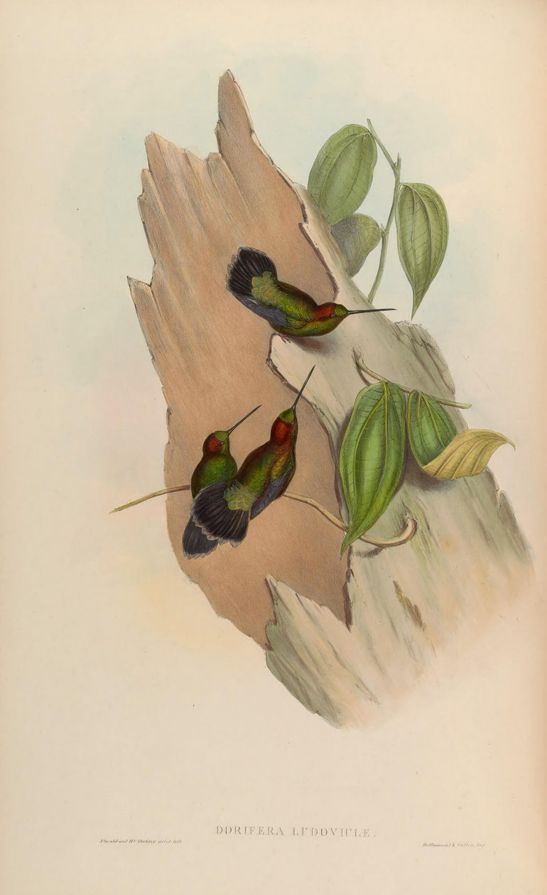 Doryfera ludoviciae - John Gould