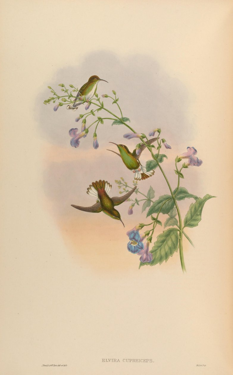 Elvira cupreiceps - John Gould