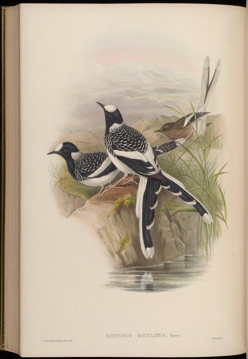 Enicurus maculatus - John Gould