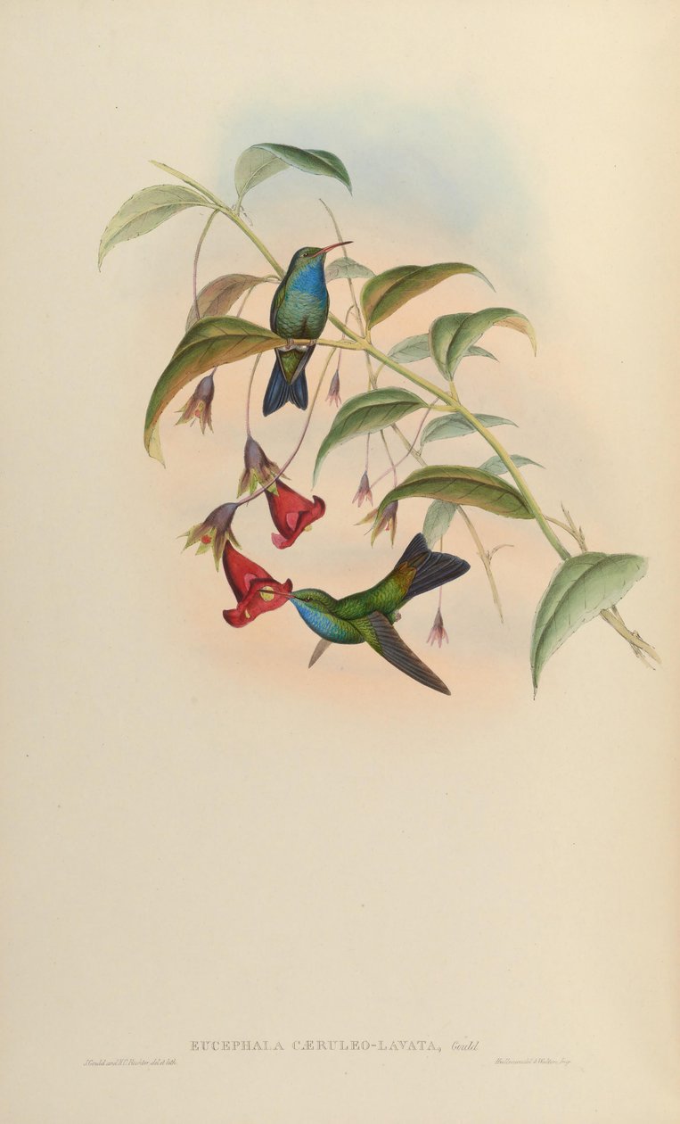 Eucephala caeruleolavata = ? - connu uniquement à partir du spécimen type du sud-est du Brésil; traité comme une espèce valide par Cory (1918) et Pinto (1937); Peters (1945) traité comme un hybride de parenté indéterminée - John Gould
