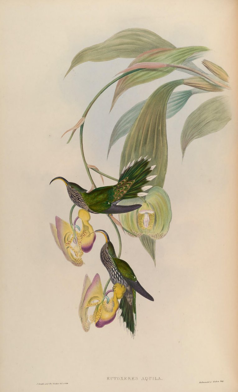 Eutoxeres aquila - John Gould