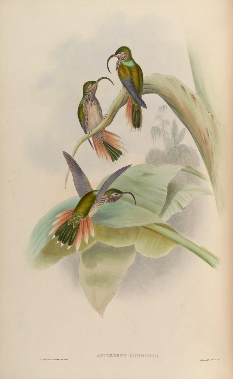 Eutoxeres condamini - John Gould