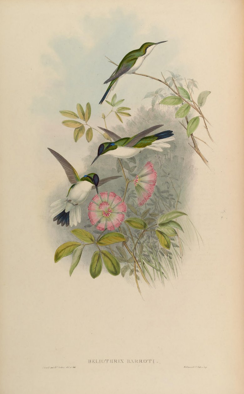 Heliothryx barroti - John Gould