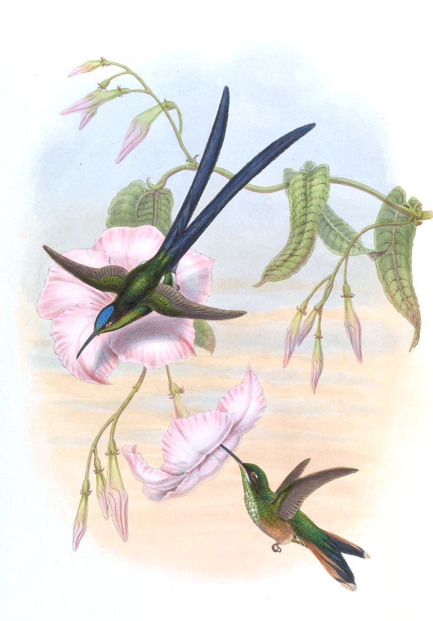 Hylonympha macrocerca - John Gould