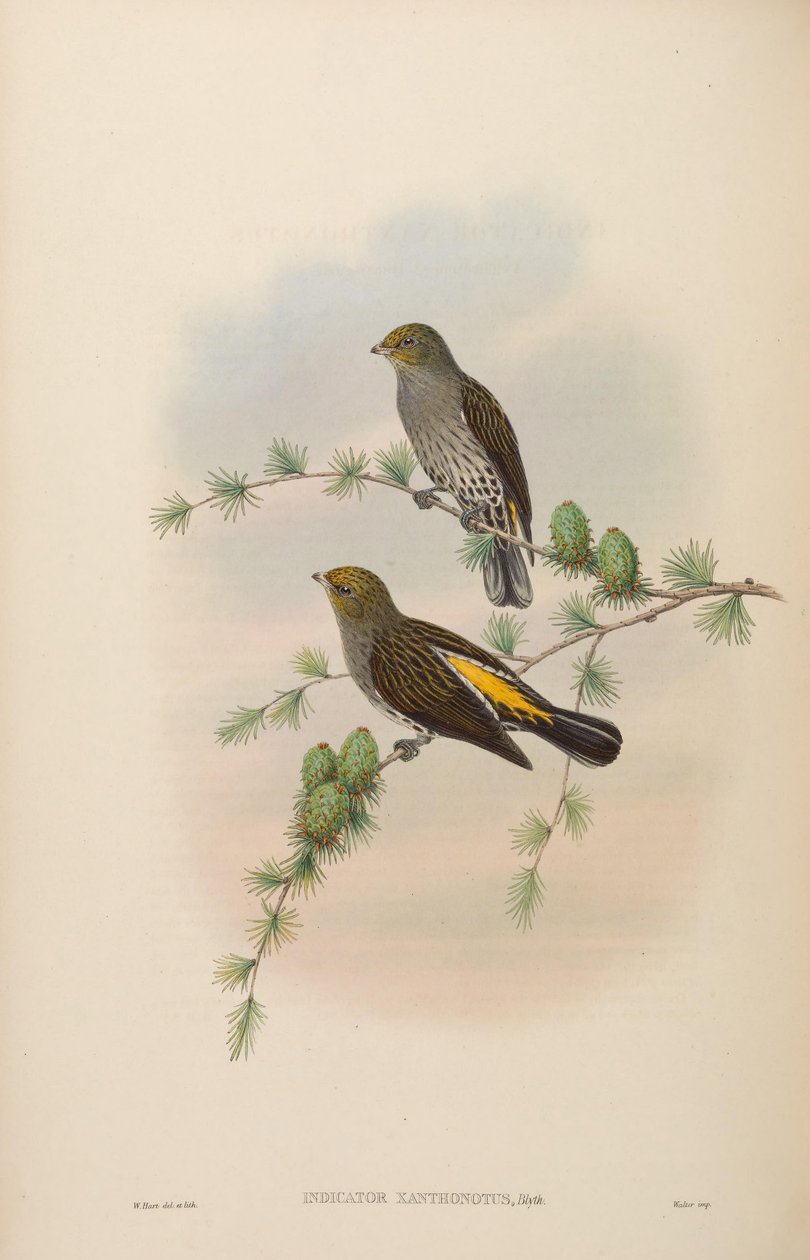 Indicator xanthonotus - John Gould