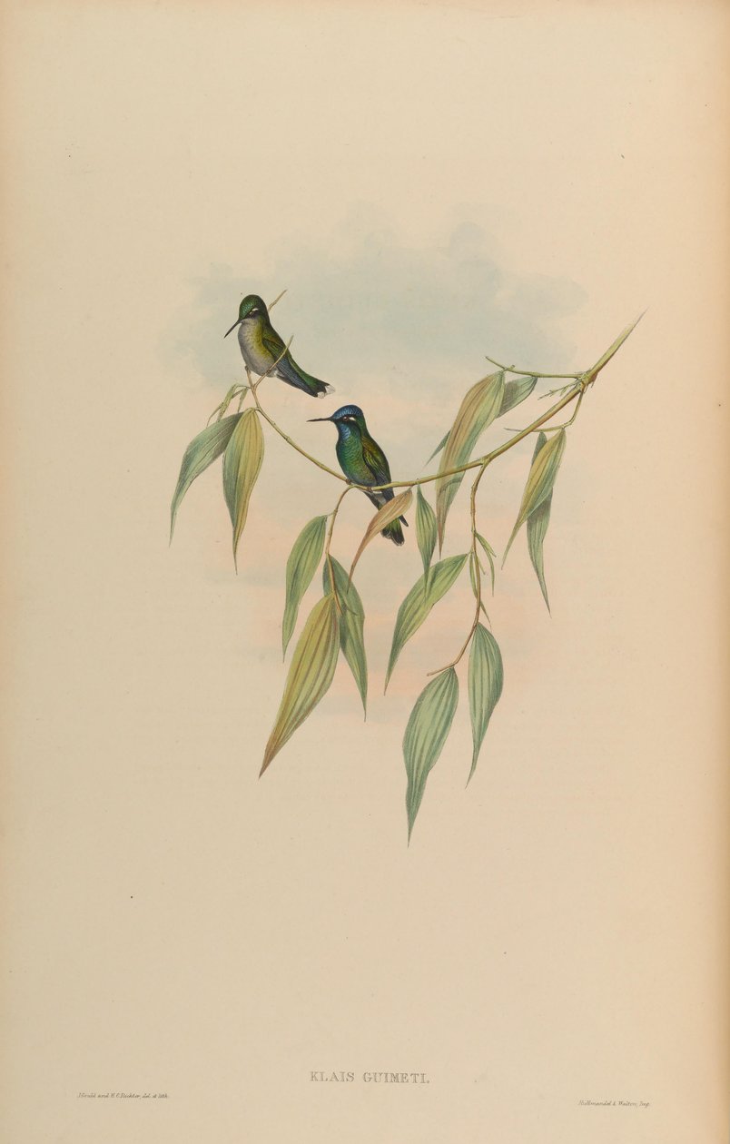 Klais guimeti - John Gould