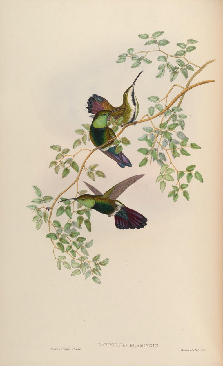 Lampornis gramineus = Anthracothorax viridigula graminea - John Gould