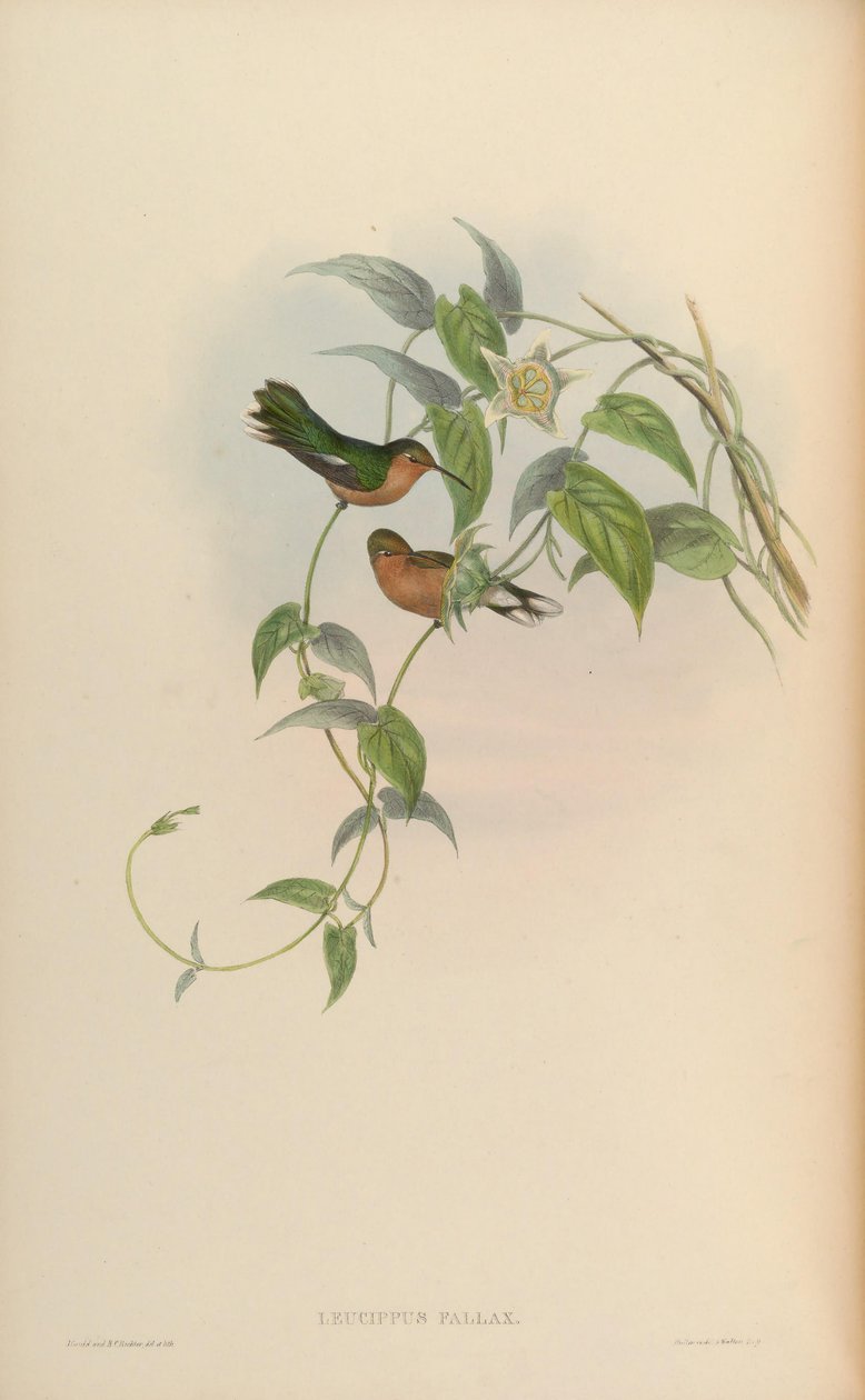 Leucippus fallax - John Gould