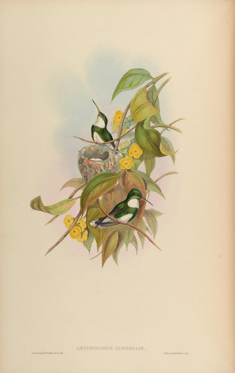 Leucochloris albicollis - John Gould